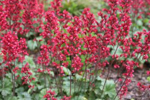 Heuchera x brizoides