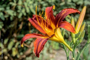 Hemerocallis ×hybrida