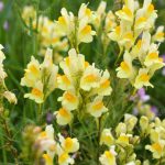 Linaria vulgaris blooms in the wild among grasses