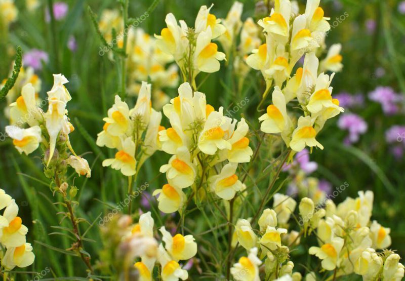 Linaria vulgaris blooms in the wild among grasses