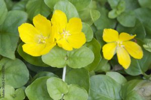 Lysimachia nummularia