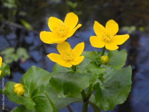 Caltha palustris