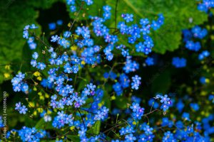 Omphalodes verna