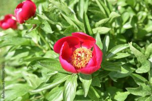 Paeonia officinalis