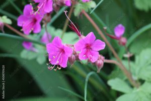 Pink flowers of bigroot geranium (Geranium macrorrhizum) plant close-up in garden