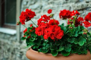 pelargonia