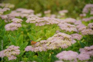 Sedum spectabile