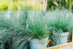 Festuca glauca