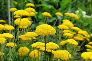 Krwawnik wiązówkowaty (Achillea filipendulina)