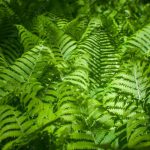 A cluster of green ferns ( Osmunda regalis )  in botanical garden, forest, forest plants,