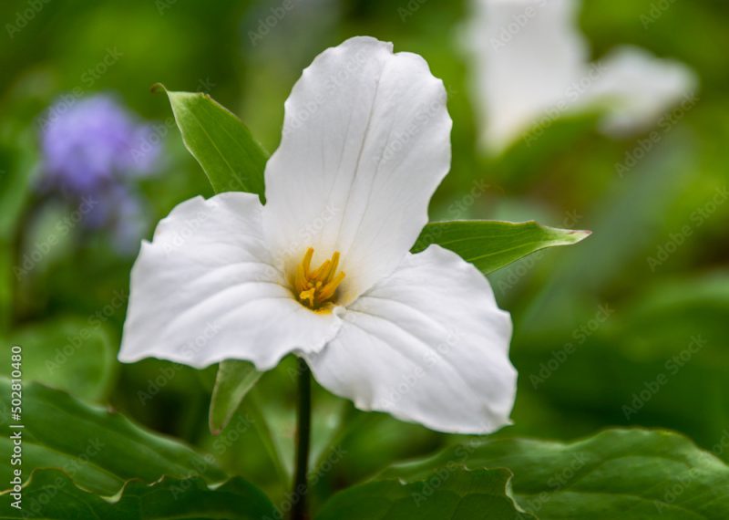A single White Trillium grandiflorum flower
