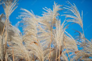 Miscanthus sacchariflorus