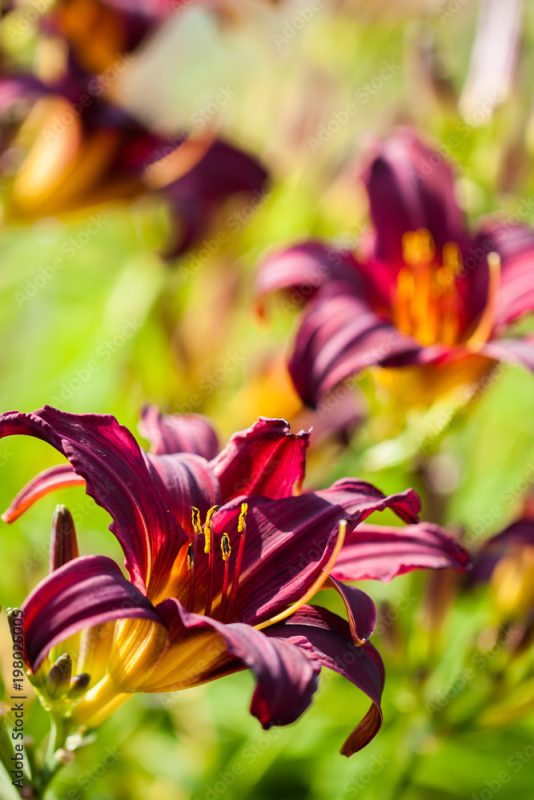 Hemerocallis 'American Revolution'