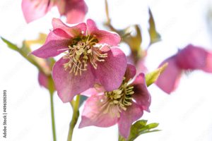 Blüten der Christrose / Lenzrose / Schneerose (Helleborus orientalis)