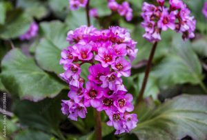 Bright pink flowers of Bergenia cordifolia - closeup, badan blooming. Mongolian tea