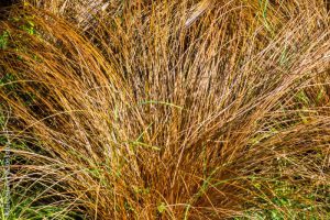 Bronze hair sedge - Latin name - Carex comans Bronze Form. Carex comans Bronze-Leaved (New Zealand Hair Sedge). Autumn.
