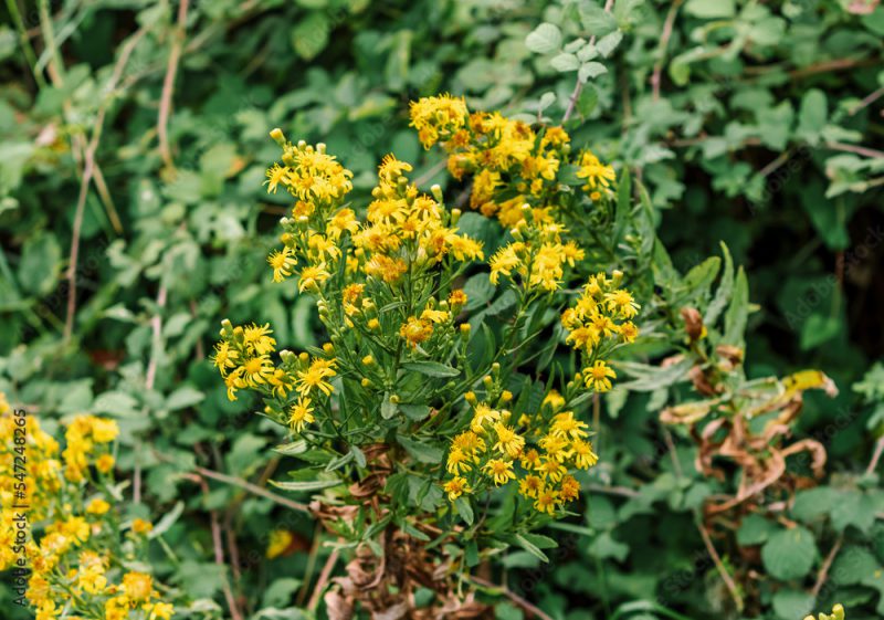 bunch of Solidago virgaurea(binomial name), the European goldenrod or woundwort flower