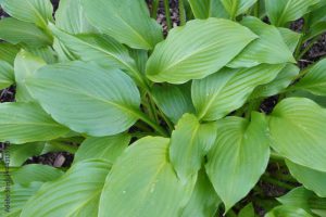 Closed up Corfu Lily. Also called the Day Lily or the Plantain lily.