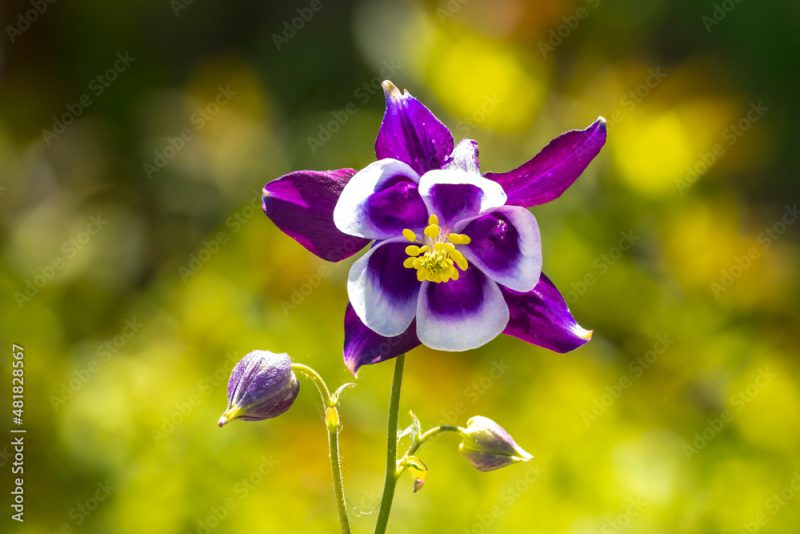Closeup of a Aquilegia vulgaris, European columbine, common columbine, granny's nightcap, granny's bonnet, purple white flower.