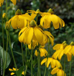 Cutleafs coneflowers - Rudbeckia laciniata -  Golden-yellow inflorescences in umbrella-clustered standing on long bare stems, alternate ovate glaucous leaves with roughly serrated margins