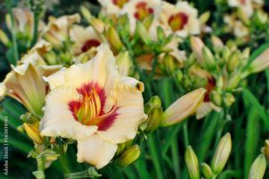 Delicious creamy red-throated daylily of the Pandora's box variety in a summer sunny garden close-up