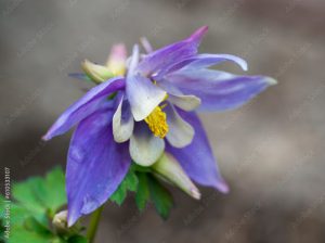 Aquilegia flabellata