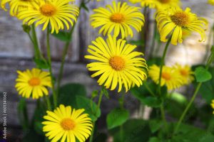 Doronicum orientale