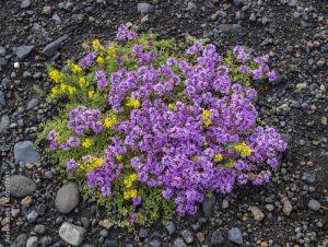 Flower Thymus Praecox