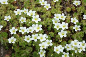 Flowers of Sagina subulata blooms in the garden on a sunny day. Alpine Pearlwort.