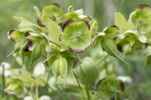 Helleborus foetidus / Ellébore fétide