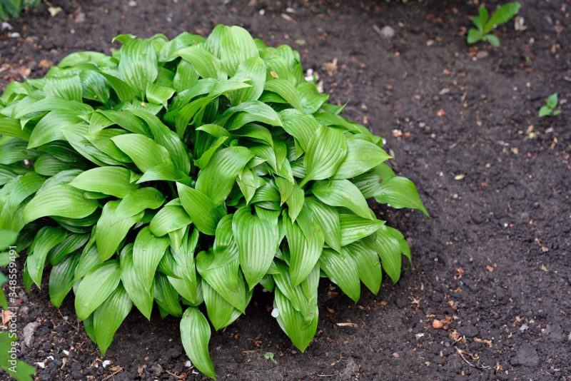 Hosta in landscape design. A plant with large green leaves in the garden. Bush hosts in the garden near the house.