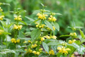 Lamium galeobdolon, yellow archangel flowers closeup selective focus