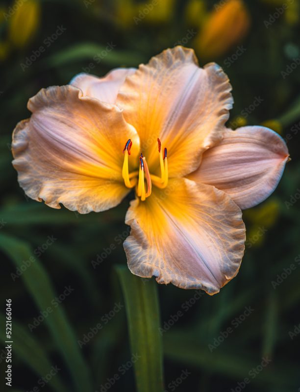 multicolored daylily
