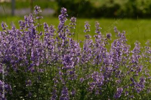 Kocimiętka Faassena (Nepeta ×faassenii)