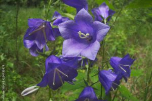 Peach-leaved bellflower (Campanula persicifolia)