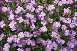 Phloks Douglas (Phlox douglasii)2