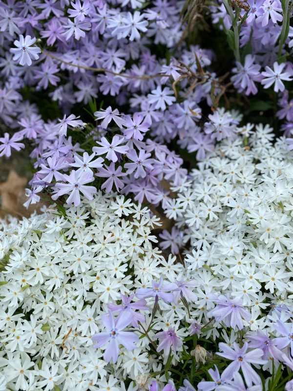 Purple and white phlox flowers