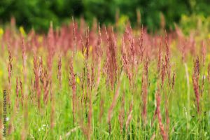 Festuca 'Miedzianobrody'