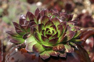 Sempervivum flower / Flowering sempervivum in macro shot