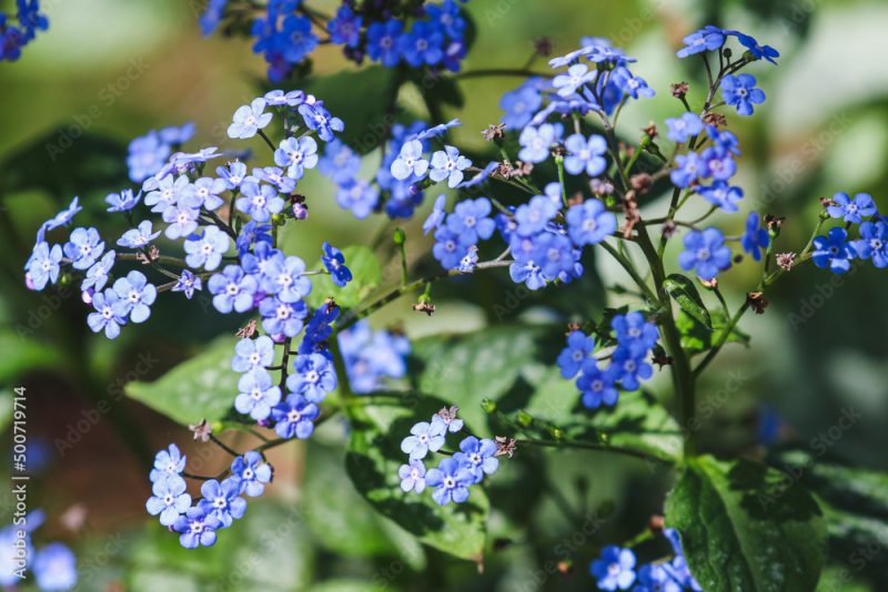 Siberian bugloss "Brunnera macrophylla", also great forget-me-not, vibrant blue small flowers blooming in Spring in dappled light. Dublin, Ireland