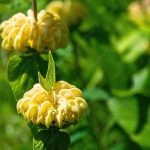 Syrian fire herb (Phlomis russeliana) or Jerusalem sage, rare yellow flower in bloom