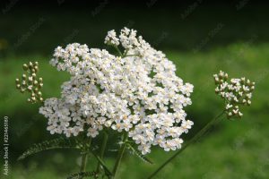 white,small flowers of yarrow herb