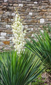 Yucca filamentosa