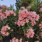 suchy oleander po zimie