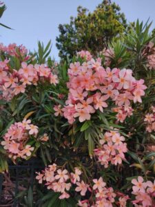 suchy oleander po zimie