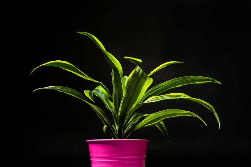 dracena